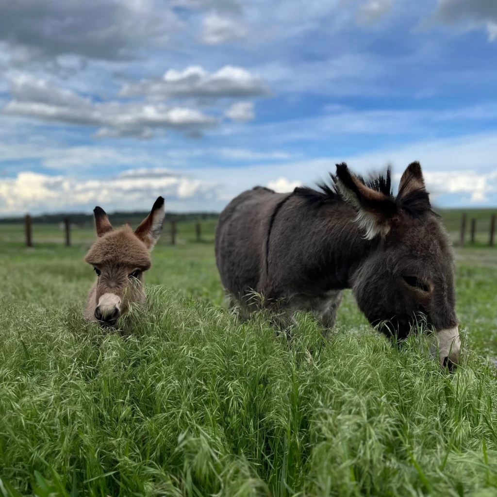 Healing Pines - Colorado - Animal Assisted Therapy - Rehab