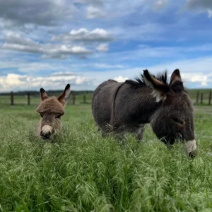 Healing Pines - Colorado - Animal Assisted Therapy - Rehab