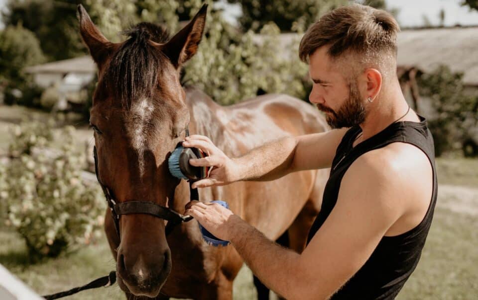 Animal-Assisted Therapy in Colorado: What You Can Learn From Animals