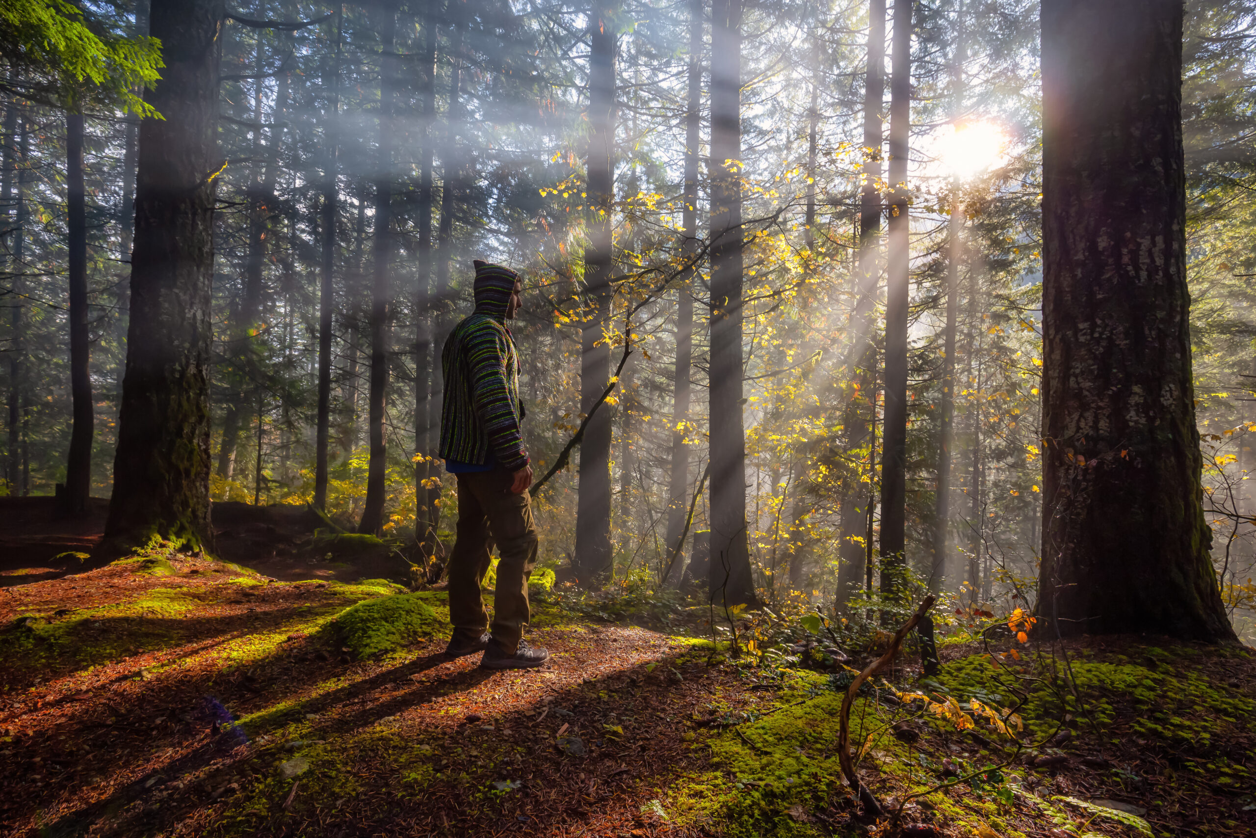 What are the benefits of forest bathing? Man standing in a forest while a sunbeam shines on him.