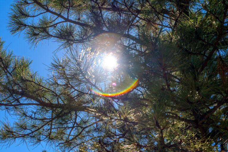 Healing Pines Recovery - PineTrees (1 of 1)
