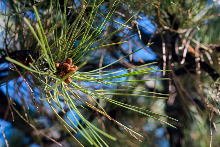 Healing Pines Recovery - PineTrees (2 of 1)