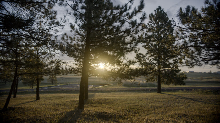Healing Pines Recovery - PineTrees (3 of 4)