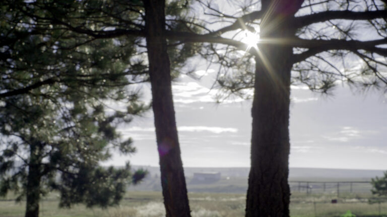 Healing Pines Recovery - PineTrees (4 of 4)